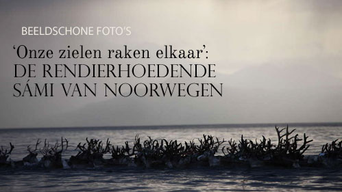 Reindeer1-nl_original