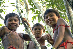 Yanomami Mädchen zwischen den Bäumen