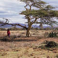 Kenyan plains, home of the Maasai. &copy; Mariëlle van Uitert/Survival
