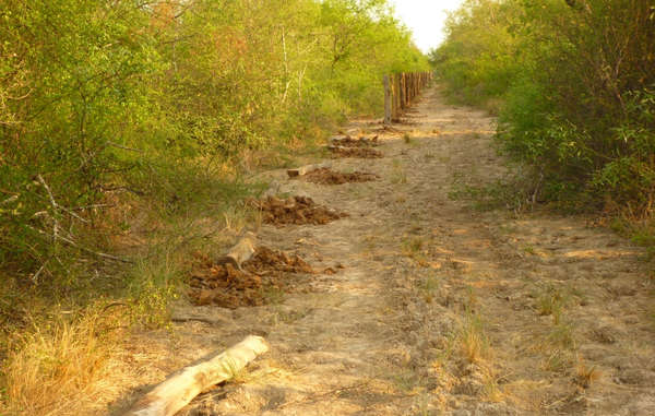 The Ayoreo have recently discovered miles of cattle fences illegally built in their territory – in Paraguay, this is always the first step to clearing the forest.