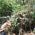 Penan man from the semi-nomadic Ba Bareh community using his blow pipe. &copy; Survival International