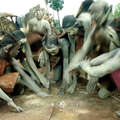 Ogiek, Kenia &copy; Survival