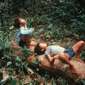 Enfants penan dans leur forêt, Sarawak, Bornéo. &copy; R. Hanbury-Tenison/Survival