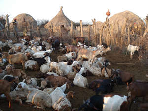 Security forces are confiscating cattle and forcibly evicting Lower Omo tribes.