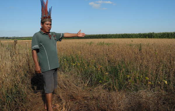 Anti-indigenous politicians are promoting the theft of tribal peoples' land. Almost all of the Guarani Indians' forest has been stolen and destroyed to make way for large-scale plantations.
