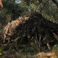 An abandoned house in the Paraguayan Chaco belonging to uncontacted Ayoreo-Totobiegosode Indians &copy; Survival