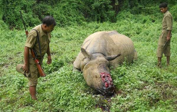 Los guardaparques de Kaziranga, India, están armados y se les anima a disparar contra los intrusos en la reserva.