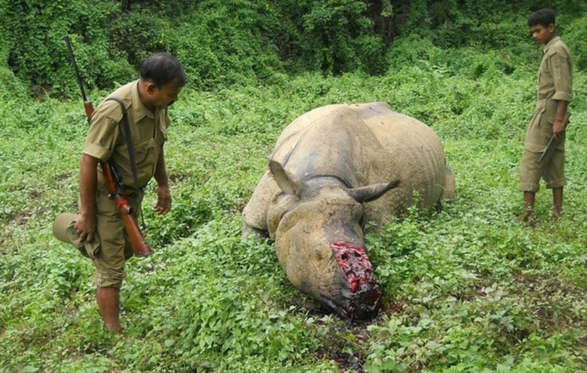 Park guards in Kaziranga, India, are armed and encouraged to shoot intruders in the reserve. 