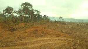 Rougier has been clearing rainforest in eastern Cameroon for the construction of a dam.