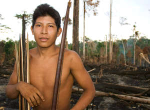 llegal logging has stripped the Awá of large parts of their forest.