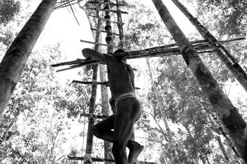 Kombai man carrying wood for repairs to the roof of his tree top home.