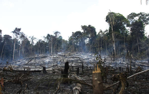 Loggers, settlers and ranchers have destroyed large areas of the Awá&apos;s forest.