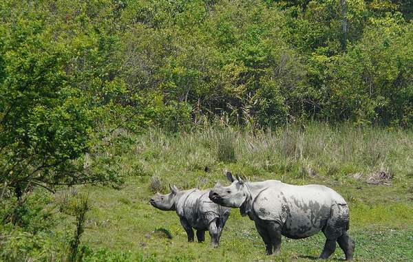 En Kaziranga habita un amplio número de rinocerontes de un solo cuerno.