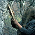 Wichí gathering wild honey - Argentina.
 &copy; John Palmer/Survival