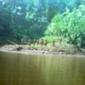 Uncontacted Mashco Piro photographed in 2005  &copy; <span class="caps">FENAMAD</span>