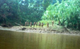 Mashco-piros-en-la-zona-del-manu-archivo-fenamad-2005_thumb