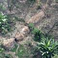 Uncontacted Amazon Indians, Javari Valley, Brazil &copy; Peetsa/Arquivo <span class="caps">CGIIRC</span>-Funai