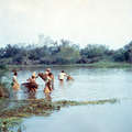 Pesca con cestas en Santa Juanita (Sanapaná y Ancaité). Paraguay 1984.
 &copy; 1984 Stephen Kidd/Survival