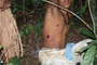 Braz-tut-cimi-_lr_08_thumb