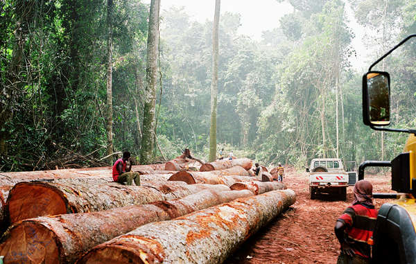 Big conservation has failed to prevent widespread logging on tribal land, and has actively contributed to serious human rights abuses.