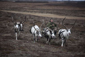Tribal people rely on reindeer for food, transport, shelter and warmth.