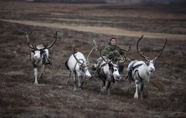 Tribal people rely on reindeer for food, transport, shelter and warmth.