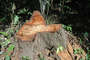 Peru-logging-dh-23_medium_thumb
