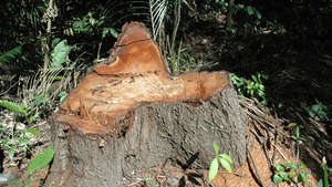 Peru-logging-dh-23-medium_300_wide