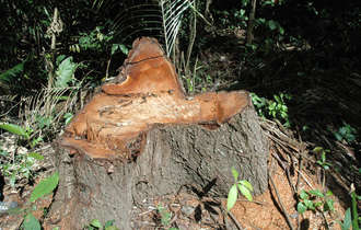 Peru-logging-dh-23-medium_bulletin_band