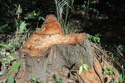 The remains of a mahogany tree. Illegal mahogany loggers are one of the biggest threats to Peru's uncontacted tribes.
