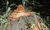 Peru-logging-dh-23-medium_thumb