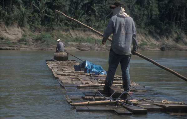 Logging in Madre de Dios, south-east Peru.