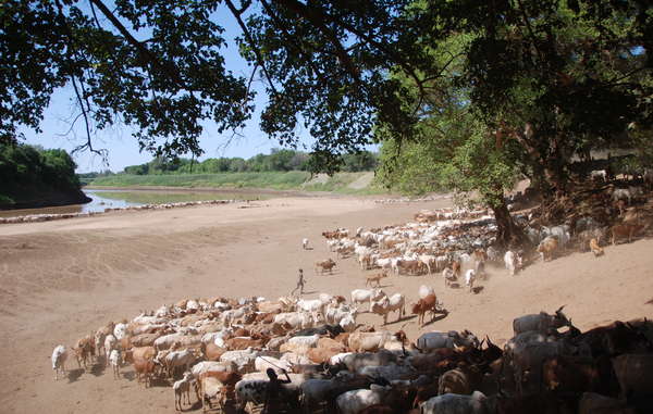 Niños karos y hamares llevan su ganado a beber al río Omo.