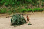 Peru-mash-fenamad-02_crop_lr__thumb