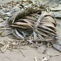  &copy; Survival