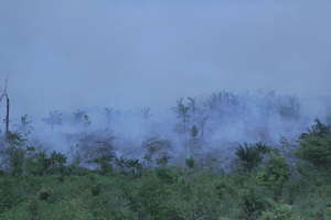 The fire threatens to completely destroy the uncontacted Awá's forest home (file photo). 