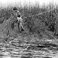 Guarani man harvesting cane
 &copy; João Ripper/Survival