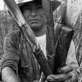 Guarani man met suikerriet en gereedschap &copy; João Ripper/Survival