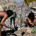Les Enawene Nawe conservent le poisson &copy; Fiona Watson/Survival