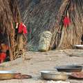Un par de "malocas" en una comunidad enawene nawe. &copy; Fiona Watson/Survival