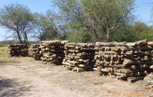 Hardwood logs illegally felled by Carlos Casado on Ayoreo land.