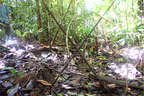 Uncontacted tribes’ land: ‘most biodiverse’ in South America and threatened by oil