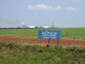 Bunge is buying sugarcane from land claimed by the Guarani.