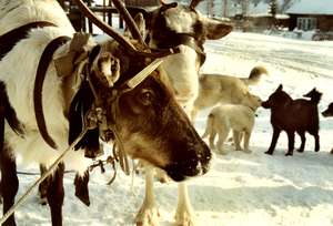 An Evenk reindeer. The fat content of reindeer milk is six times higher than a cow’s.