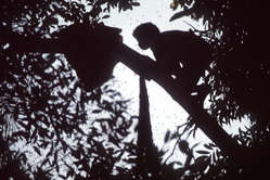 A Batak man harvests honey from the forest canopy