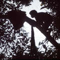 A Batak man harvests honey from the forest canopy &copy; Dario Novellino/Survival