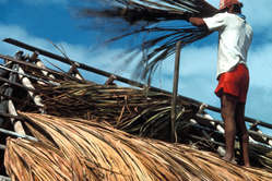 Dachdecken mit Palmwedeln. Serra do Sol, Brazil.