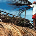 Thatching with buriti, Serra do Sol, Brazil.
 &copy; 1994 William Milliken/Survival