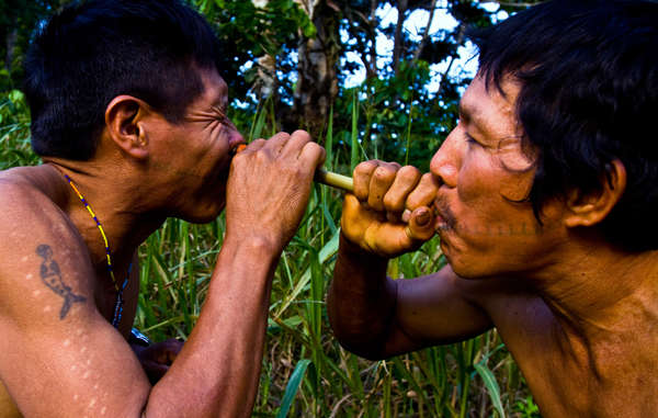Two Matsés men inhale potent tobacco snuff. The cuts on the man's arm indicate where frog poison has been applied – a traditional Matsés practice to aid hunting skills.