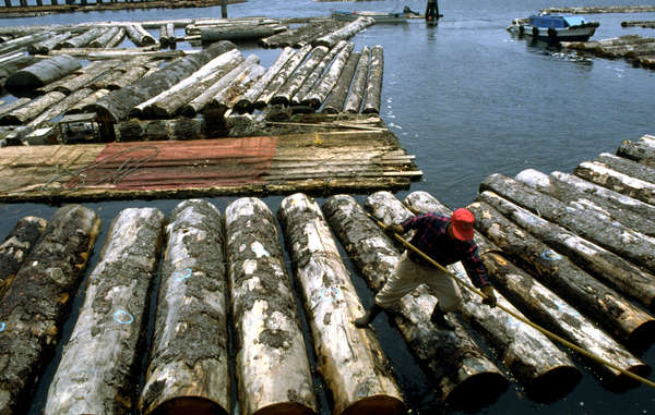 Ein Holzfäller mit Holzstämmen aus der Region der Penan.